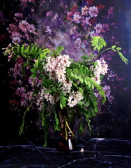 Flowering of pink acacia with green leaves in the glass vase. Bouquet of pink acacia in a glass vase on a dark purple flower background