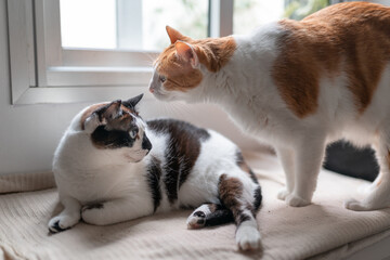 two domestic cats interact by the window