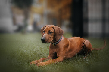 ridgeback puppy resting autumn