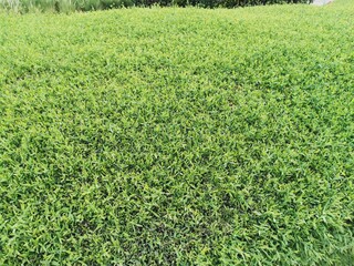 green grass background