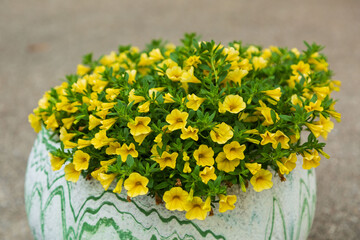 low angle view of a flower pot full of yellow million bells flowers