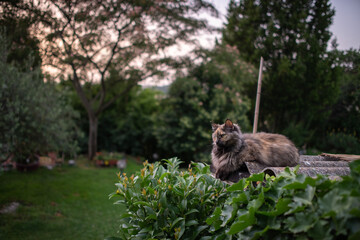 Long haired cat lying in a beautiful garden looking left