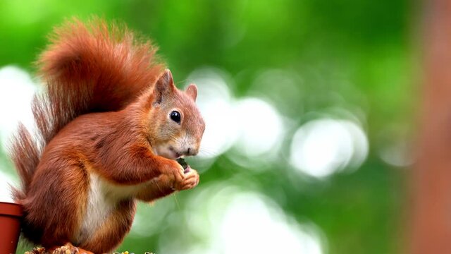 squirrel, Sciurus vulgaris, looking for grains on a wooden beam with a feeder and pecking them with his hands and snout