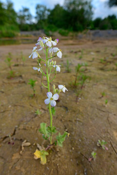 &Ouml;lrettich // Oil radish (Raphanus sativus var. oleiformis)