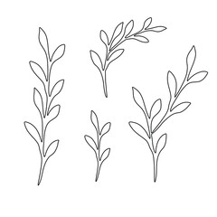 Set of hand-drawn plants with leaves. Vector elements for design.