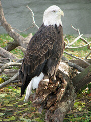 American Bald Eagle