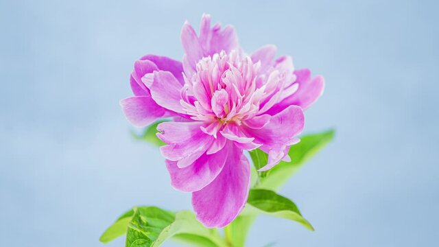 Beautiful pink peony opening on blue copy-space background. Timelapse of blooming flower outdoors. Wedding backdrop, Valentine's Day love concept. 4K UHD