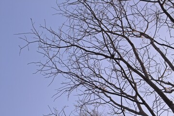 branches of a tree