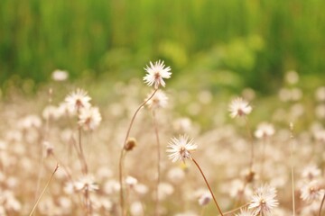 dandelions in the grass