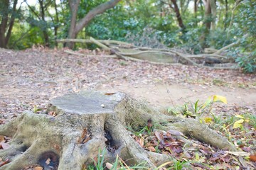 公園の切り株