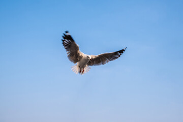 Obraz premium Seagulls flying in the blue sky.