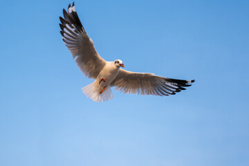 Obraz premium Seagull flying
