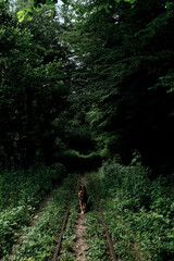 Hiking and hiking with dog in abandoned natural places of Russia. German shepherd traveler walks along old railway among dense green deciduous forest and enjoys life.