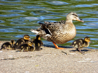 Female duck with ducklings
