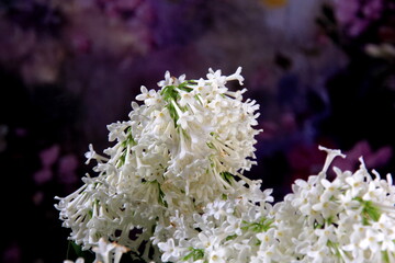 Fototapeta premium White Lilac Agnes Smith flowers - syringa prestoniae agnes smith in glas vase and dark purple flower background. Agnes Smith is an elegant variety of Canadian lilac with snow white flowers.
