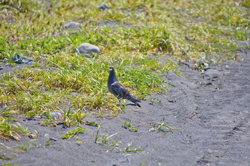 海岸を散歩するハト