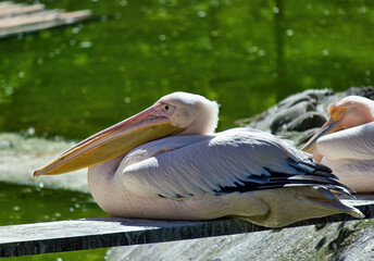 Great white pelican (pelecanus onocrotalus) sitting by a pond in sunlight during daytime.