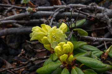 Yellow rhododendron flowers. Summer floral concept with natural green leaves background. Closeup of bunch of flowers. Rhododendron bush in full bloom. Flowers on tk he lava field. Wild plants of