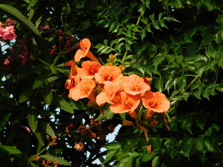 Trumpet vine or creeper, or Campsis grandiflora, orange flowers, in Attica, Greece