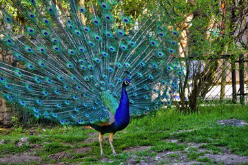 Obraz premium Dancing male peafowl or peacock, Pavo cristatus, with iridescent neck and head feathers and its elaborate tail spread behind it. Asia snacks or street food.