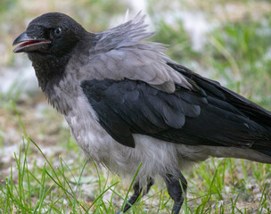 crow in the grass