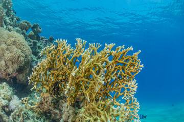 Coral reef and water plants in the Red Sea, Eilat Israel
