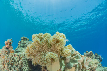 Coral reef and water plants in the Red Sea, Eilat Israel
