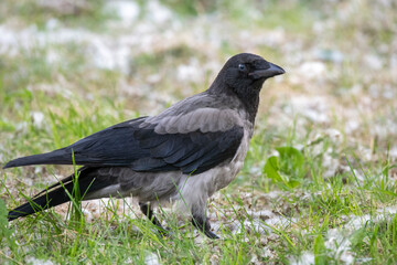 raven on the grass