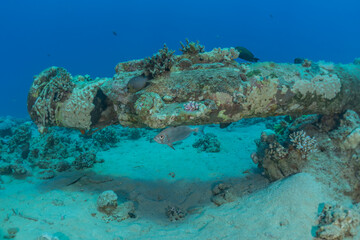 Coral reef and water plants in the Red Sea, Eilat Israel
