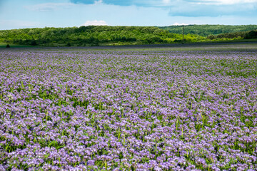 Purple Flowers of the lacy phacelia, Phacelia tanacetifolia