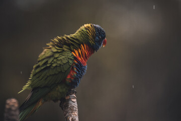 Rainbow Lorikeet sitting on a tree in the rain.