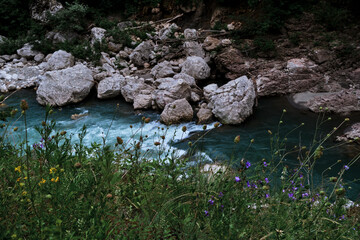 There are beautiful wild flowers and various herbs. Stormy clear transparent mountain river with bluish tinge from sky flows quickly through rocky gorge and washes away everything in its path.