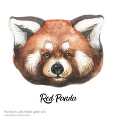 Watercolor face of animal. Realistic hand painted watercolor illustration isolated on white background. Red panda