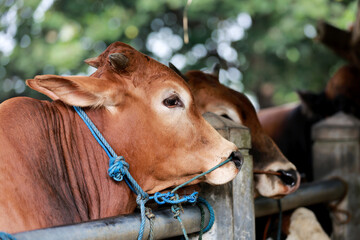Cattle,cows ( sapi ) in animal markets to prepare sacrifices on Eid al-Adha.	