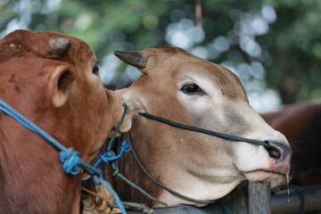 Cattle,cows ( sapi ) in animal markets to prepare sacrifices on Eid al-Adha.	