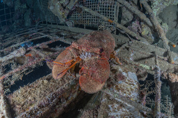 Lobsters in the Red Sea Colorful and beautiful, Eilat Israel
