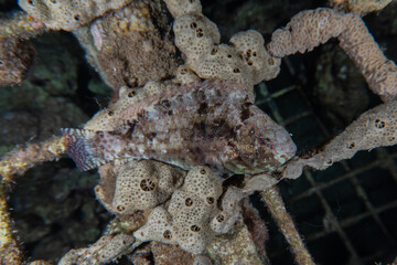 Fish swim in the Red Sea, colorful fish, Eilat Israel
