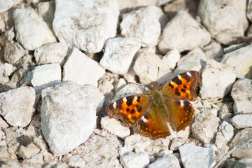 Orange colored butterfly