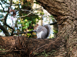 Grey Squirrel in a Tree