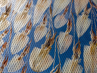 Dried Squid on nature background. Fresh squids are dried in sun.