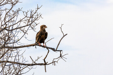 Juvenile bateleur eagle in Kruger National Park, South Africa