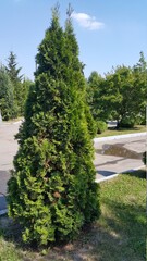 thuja