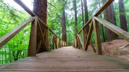 Wooden path with fencing through giant redwood forest