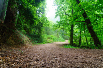 Path between tall trees and clearing in the forest with fog.