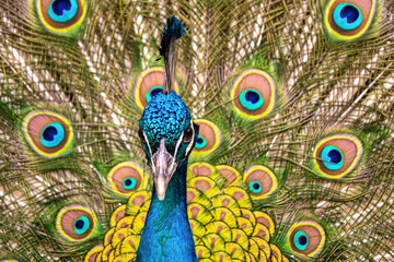Portrait of beautiful peacock with feathers out