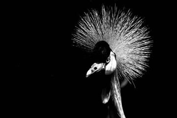 black and white portrait of grey crowned crane 