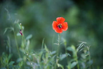 red poppy flower