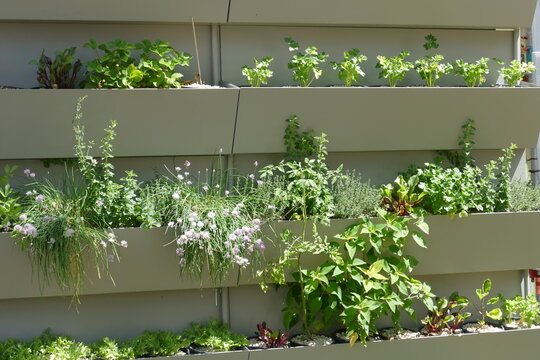 Vertical gardening,  placed at exterior wall. Herbs, flowers and other crop plants. 