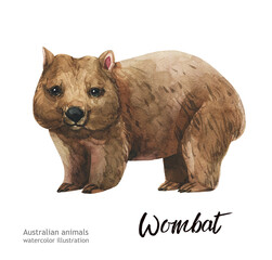 Australian animals watercolor illustration hand-drawn wildlife isolated on a white background. Wombat. Australia Day