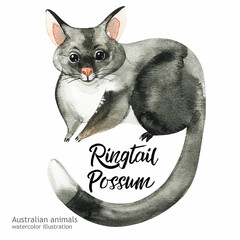 Australian animals watercolor illustration hand-drawn wildlife isolated on a white background. Ringtail Possum. Australia Day